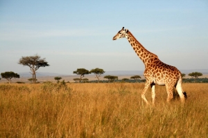 Vizesiz Afrika ülkeleri - Troya Tur